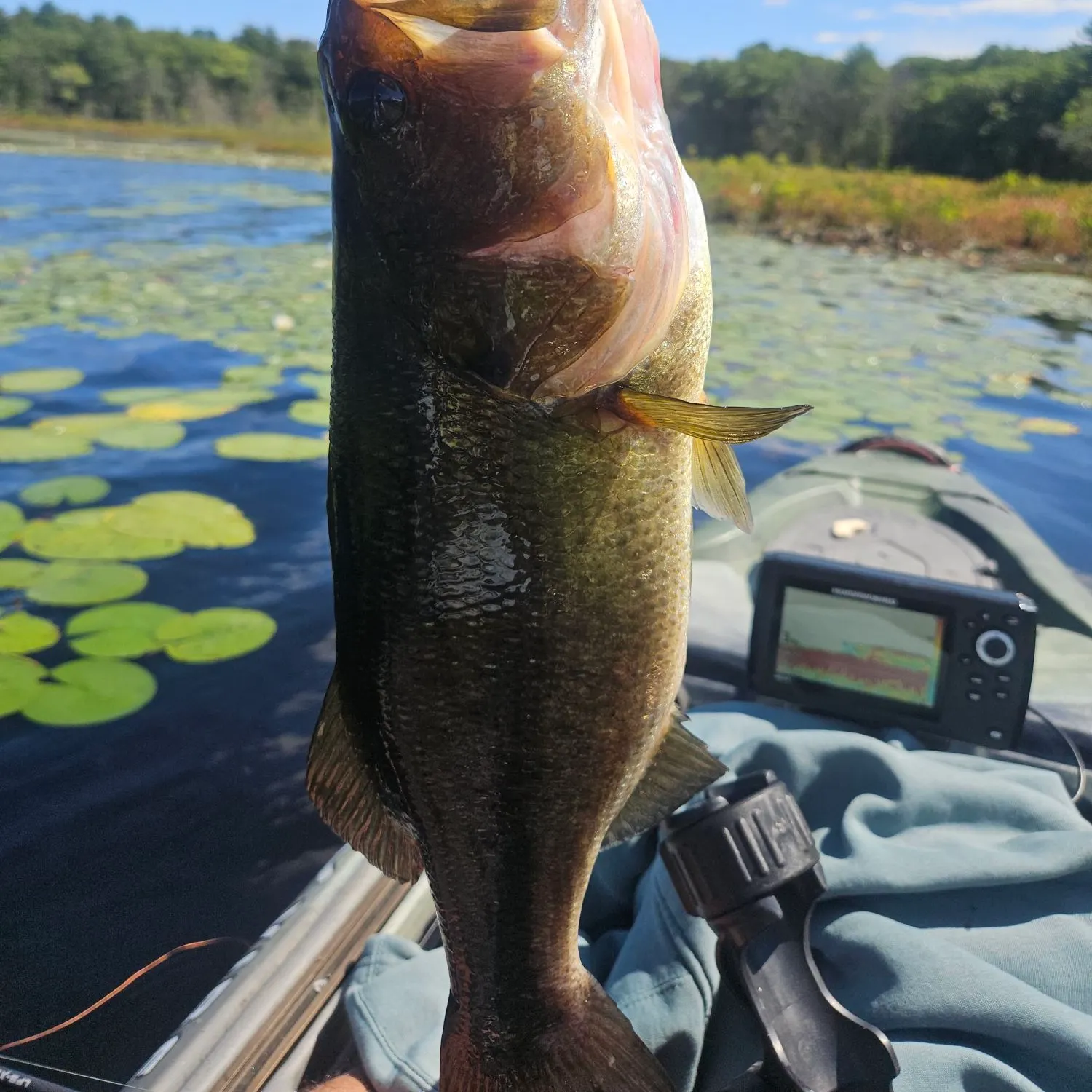 Largemouth bass caught on Fishbrain