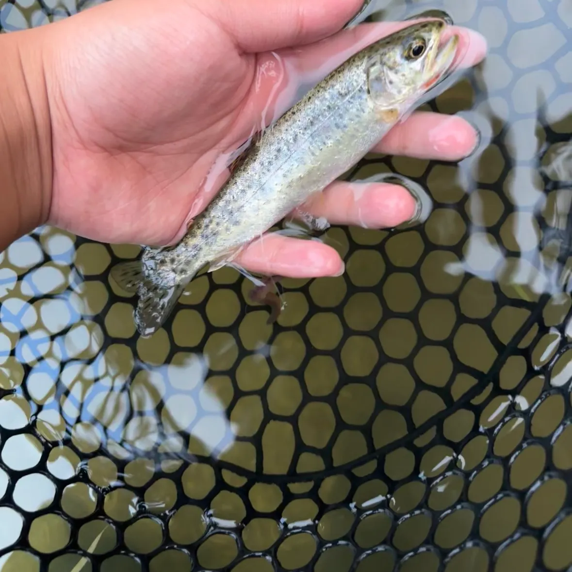 Cutbow caught on Fishbrain