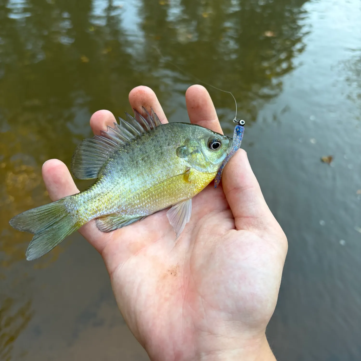 Bluegill caught on Fishbrain