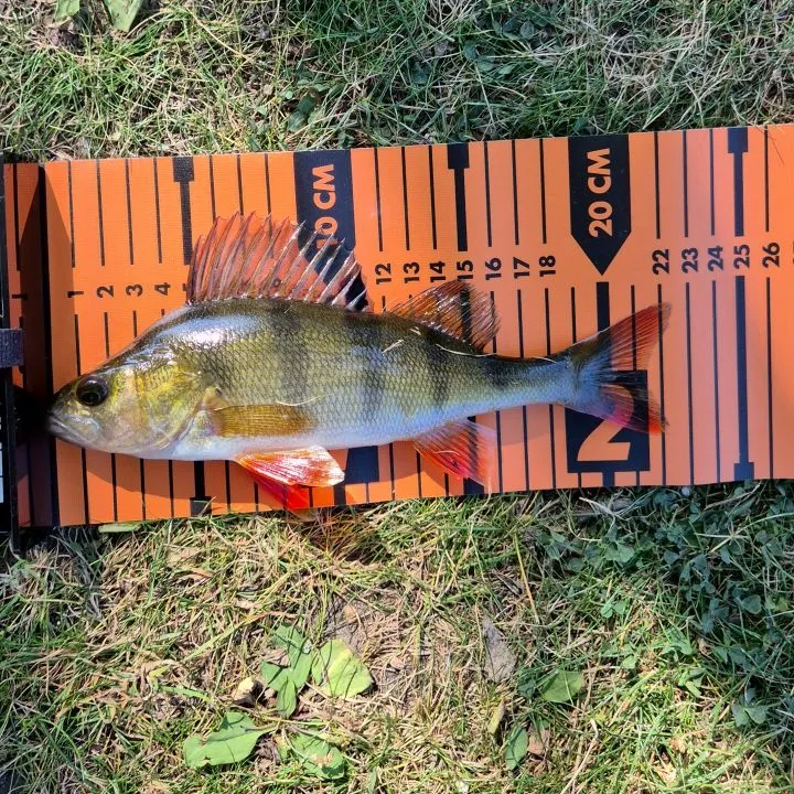 European perch caught on Fishbrain