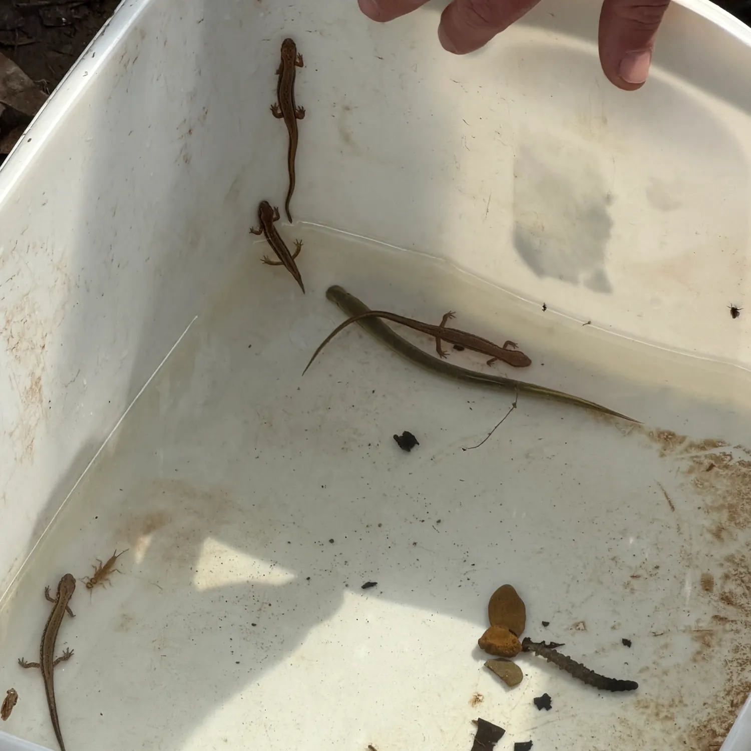 The most recent American brook lamprey catches on Fishbrain