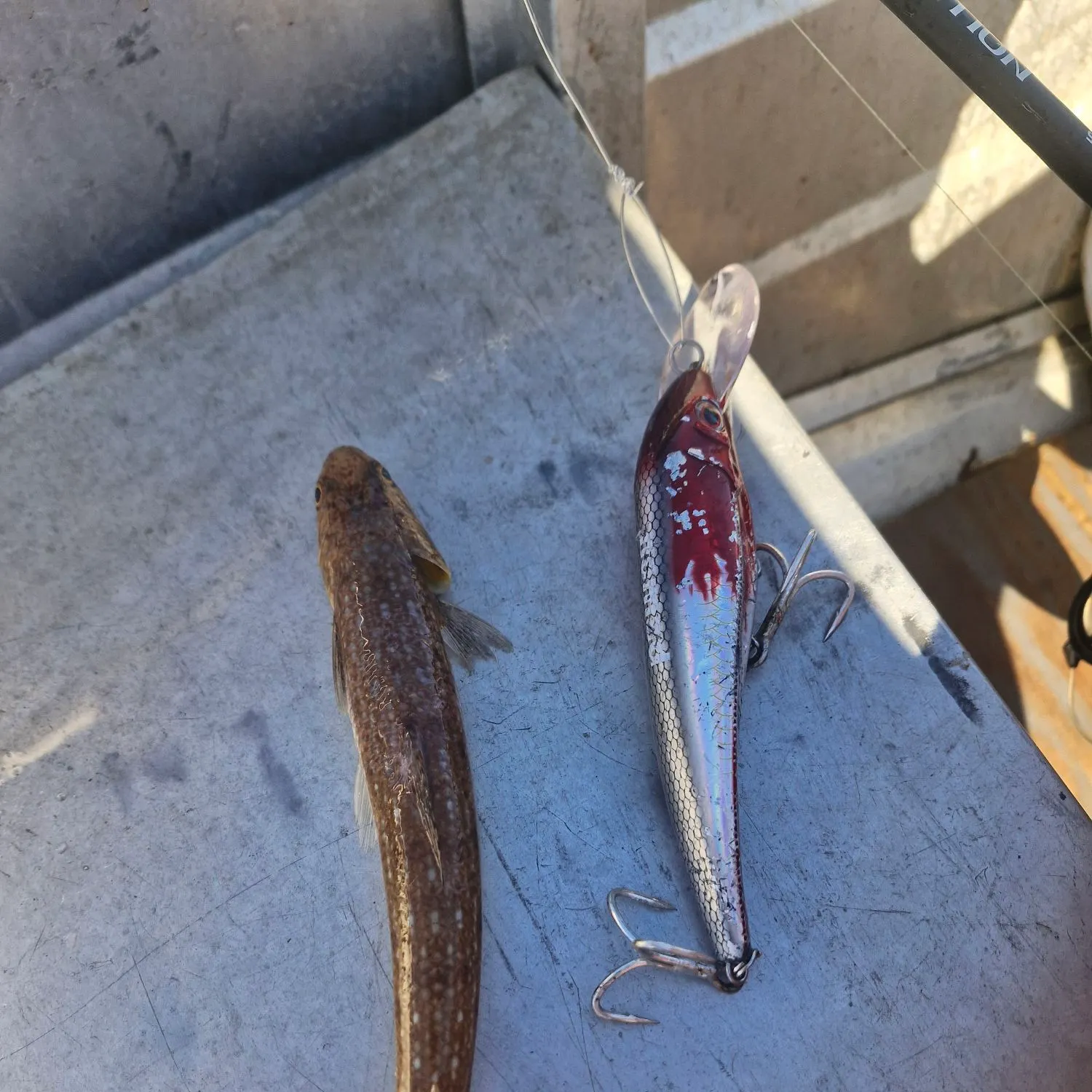 Inshore lizardfish caught on Fishbrain