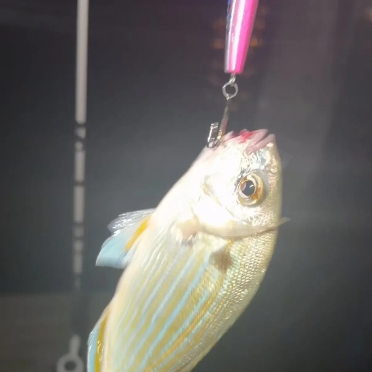 Pinfish caught on Fishbrain