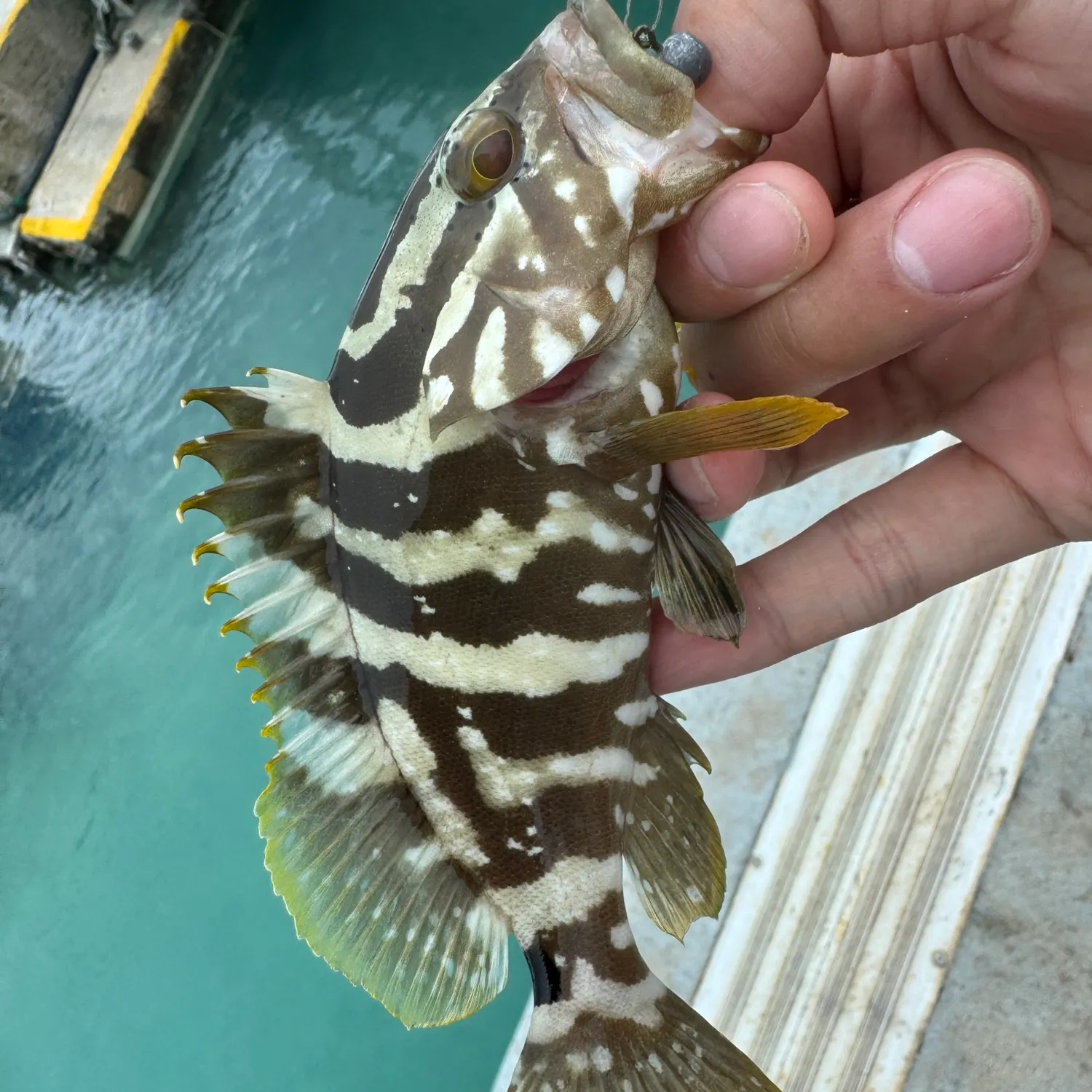 The most recent Nassau grouper catches on Fishbrain