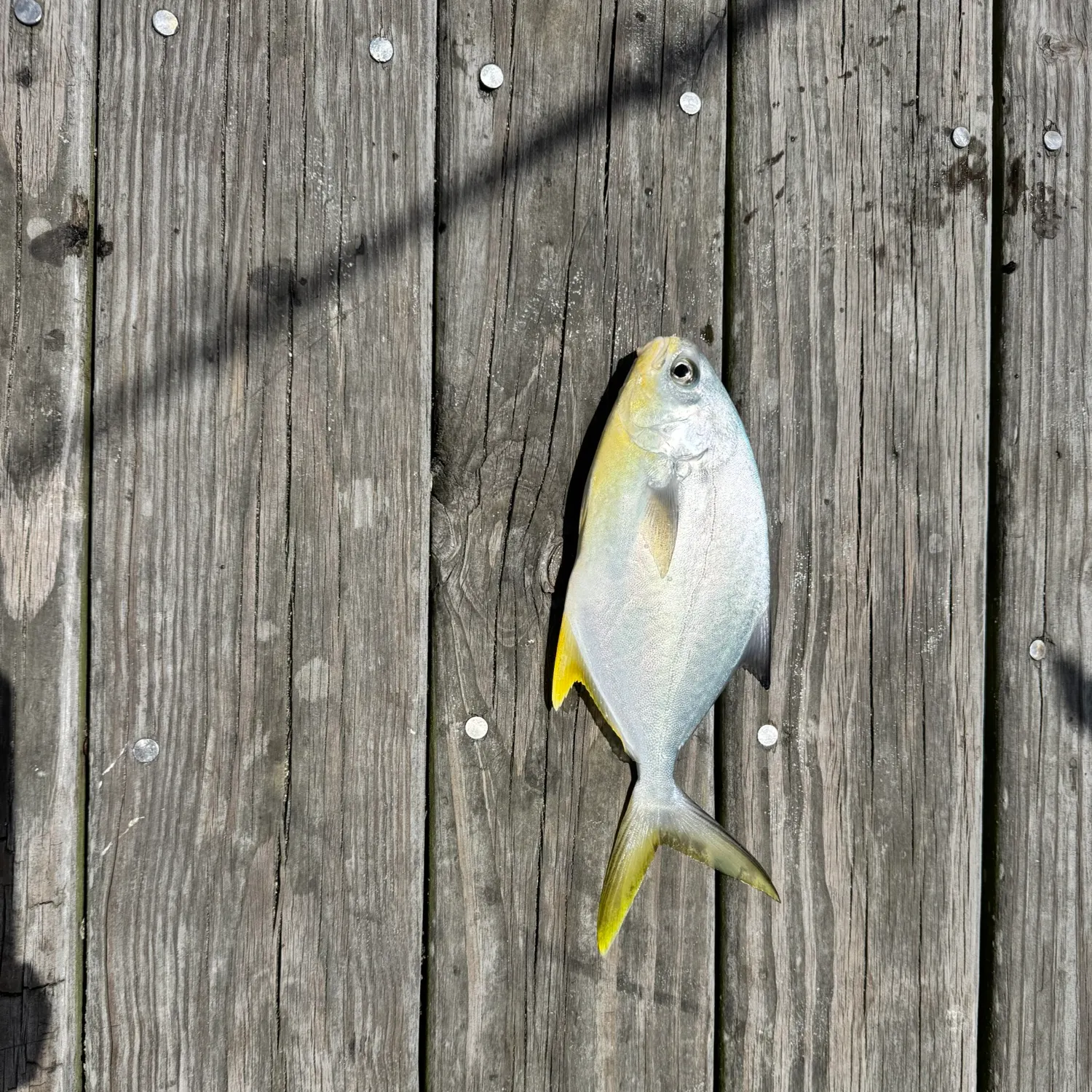 The most recent Florida pompano catches on Fishbrain