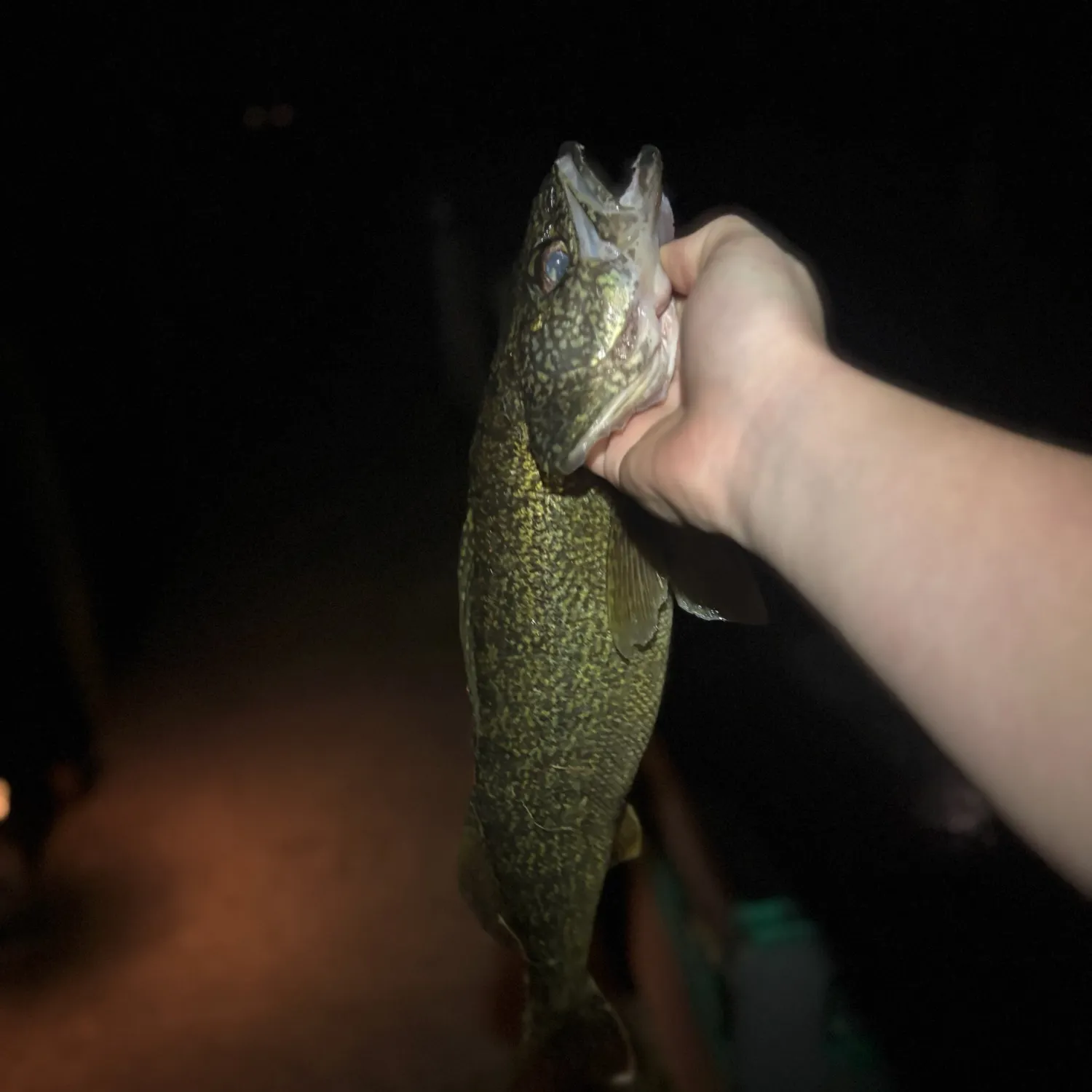 Walleye caught on Fishbrain