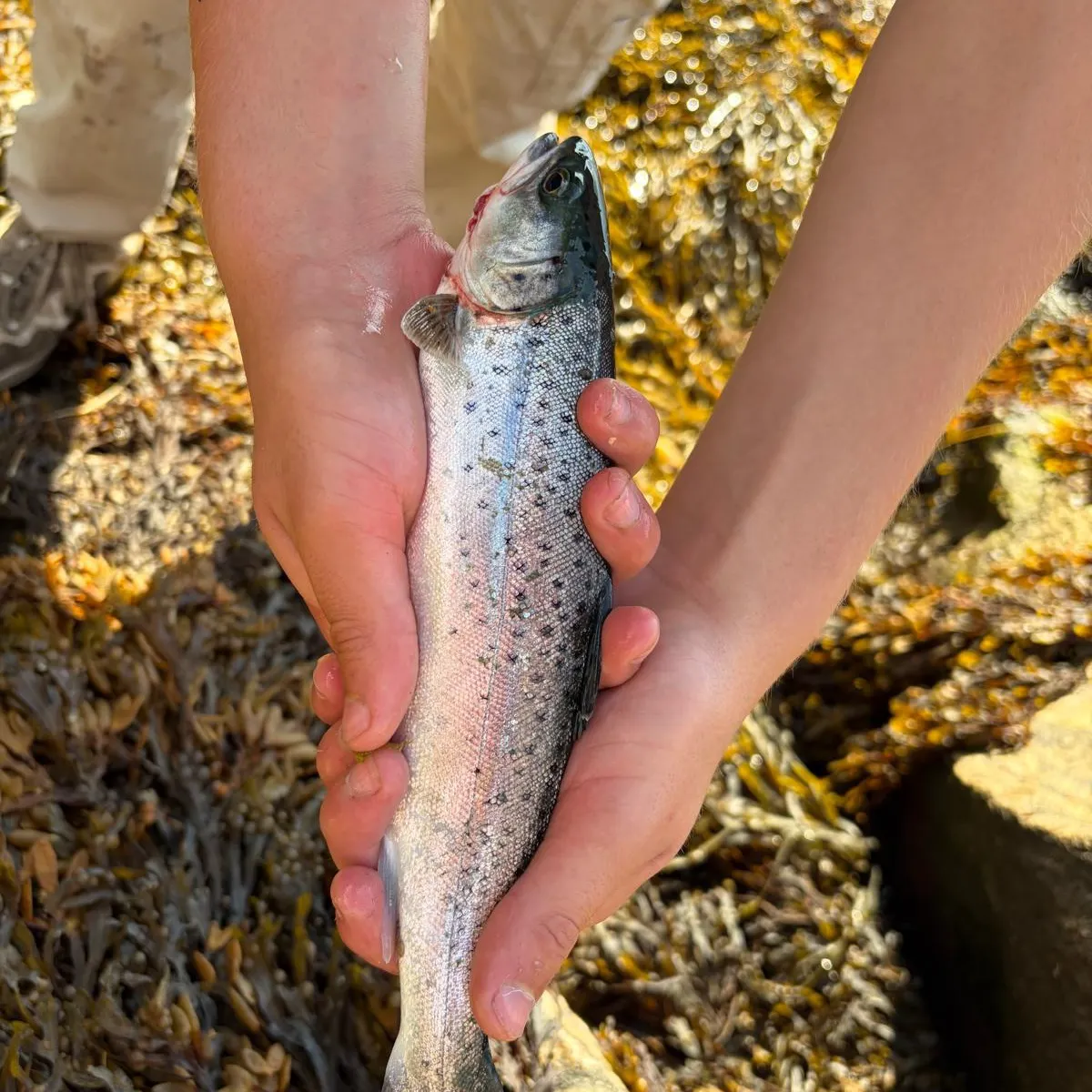 Sea trout caught on Fishbrain