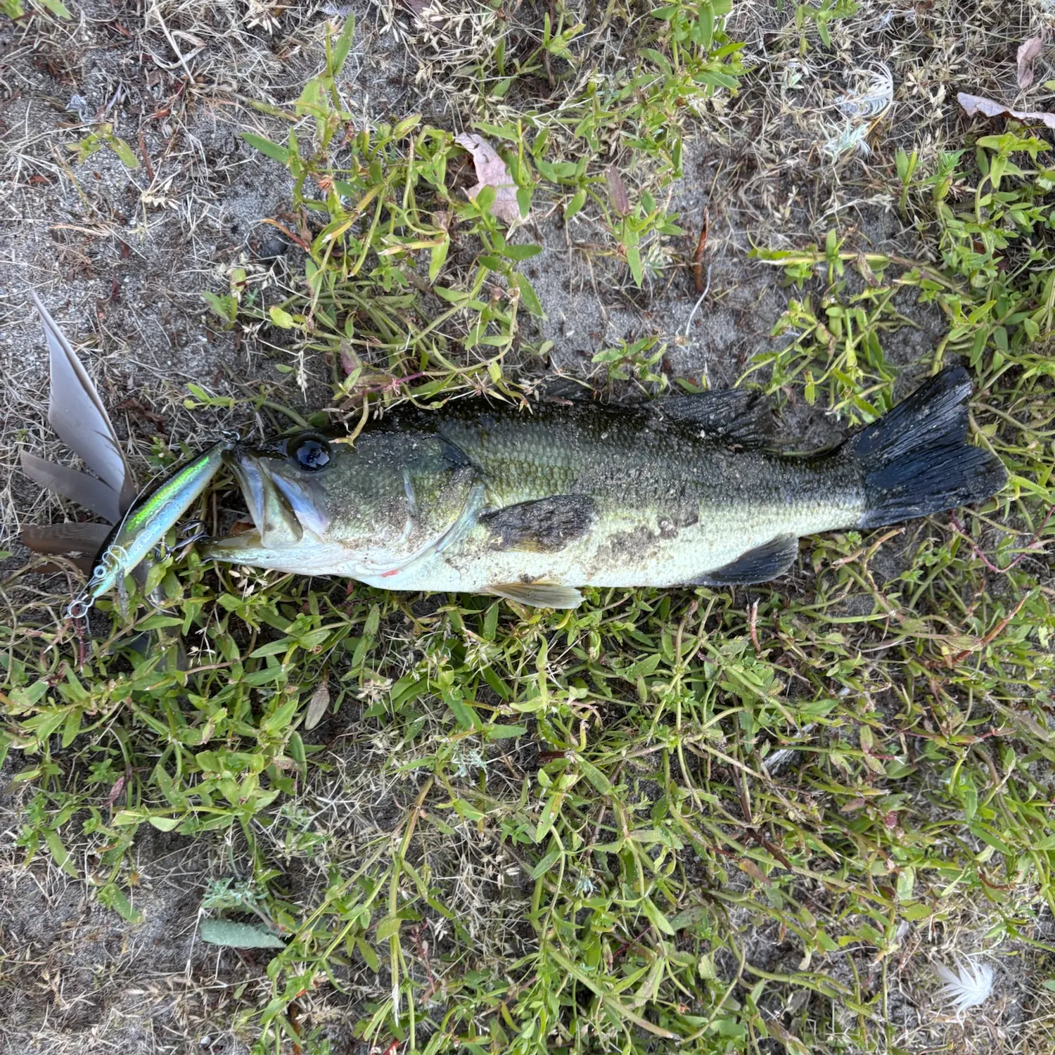 Largemouth bass caught on Fishbrain