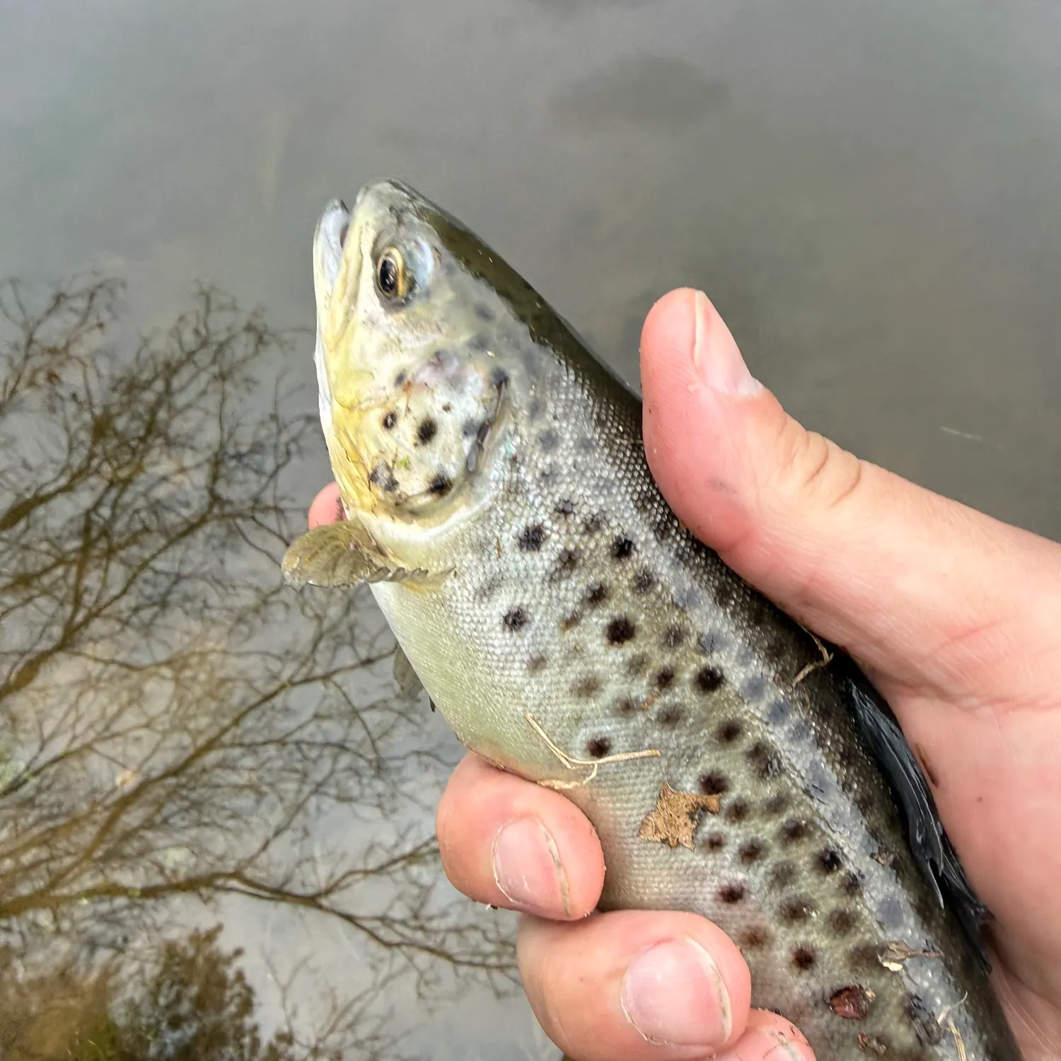 The most recent Brown trout catches on Fishbrain