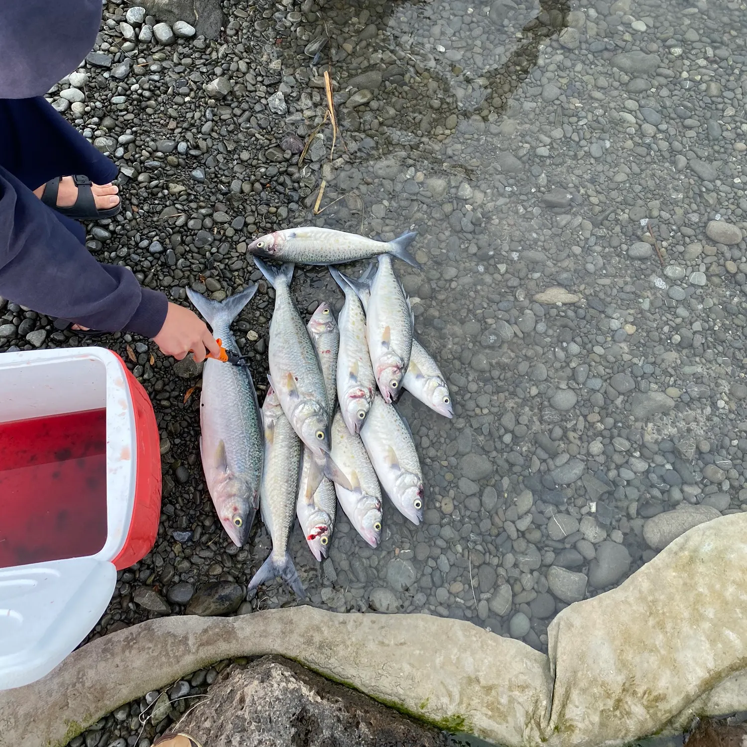 The most recent Eastern Australian salmon catches on Fishbrain