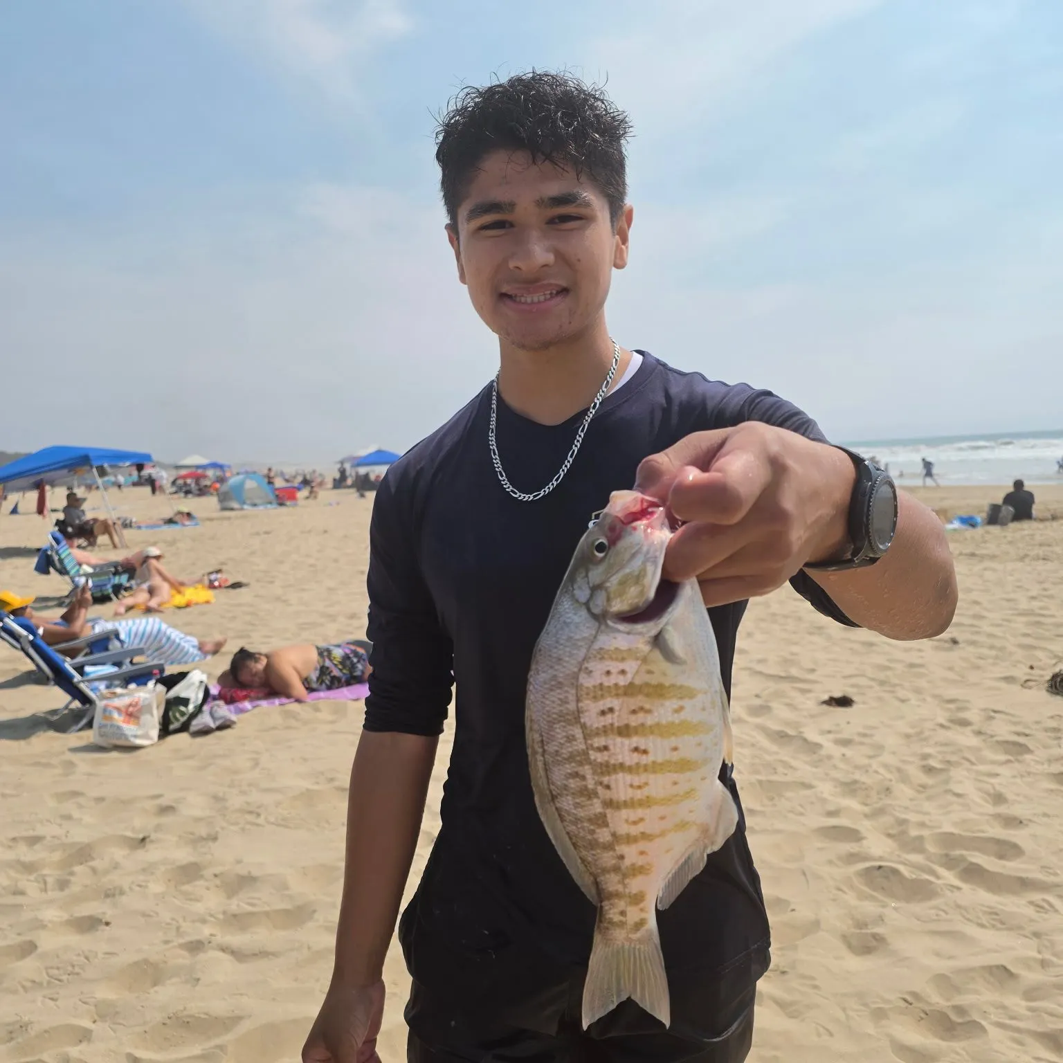The most recent Barred surfperch catches on Fishbrain