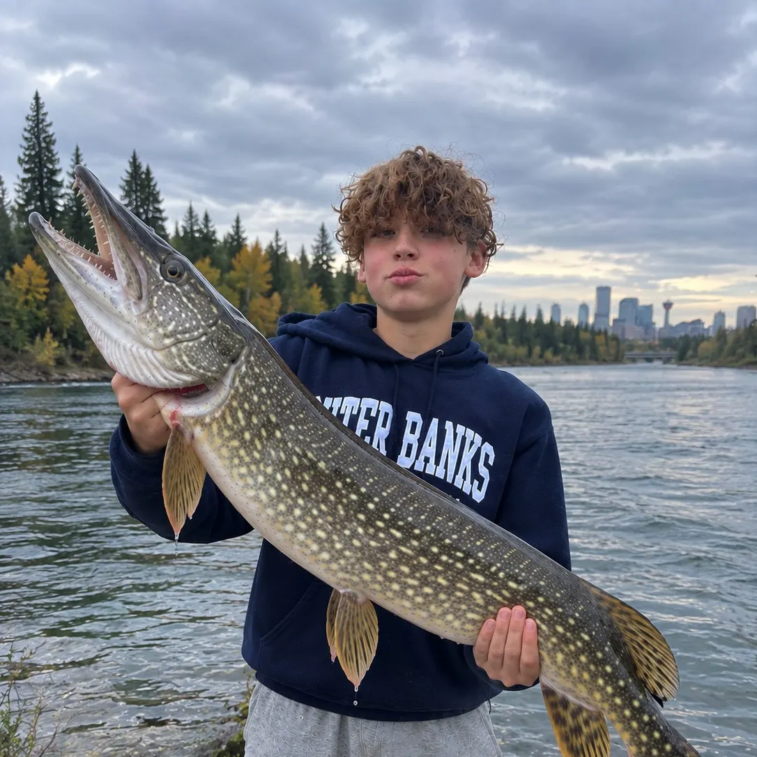 Northern pike caught on Fishbrain