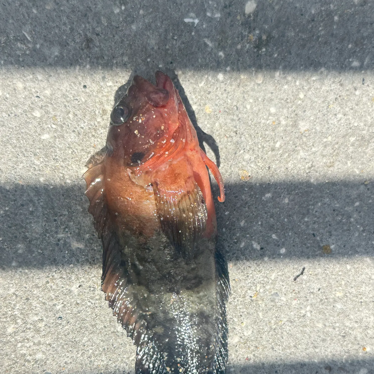 The most recent Marbled Rockfish catches on Fishbrain