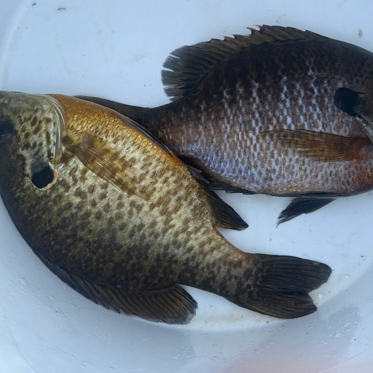 Bluegill caught on Fishbrain