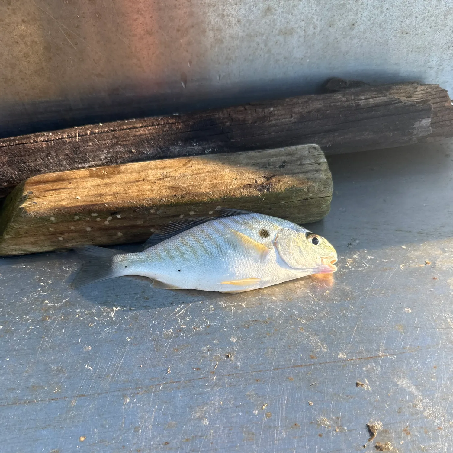 Spot croaker caught on Fishbrain