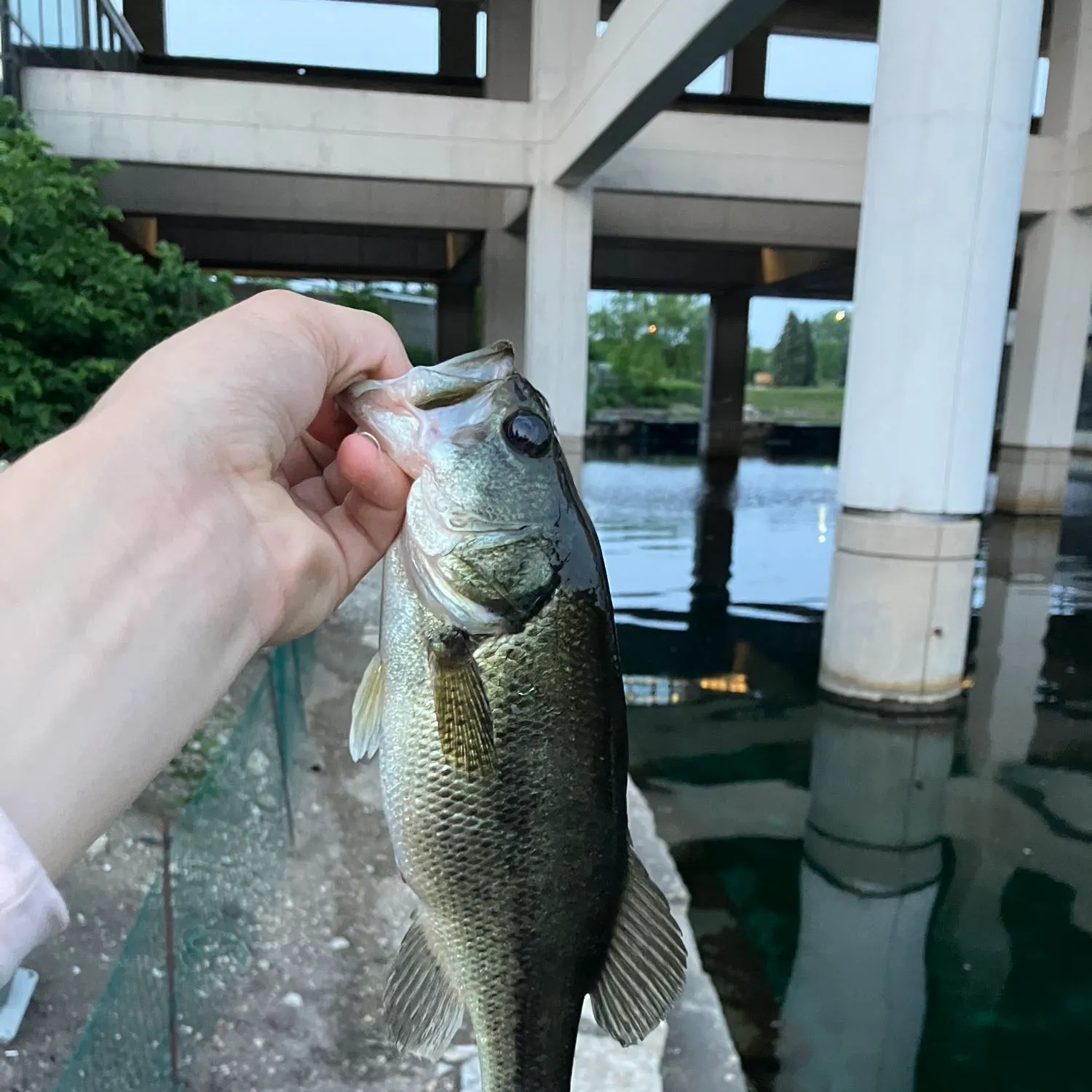 Largemouth bass caught on Fishbrain
