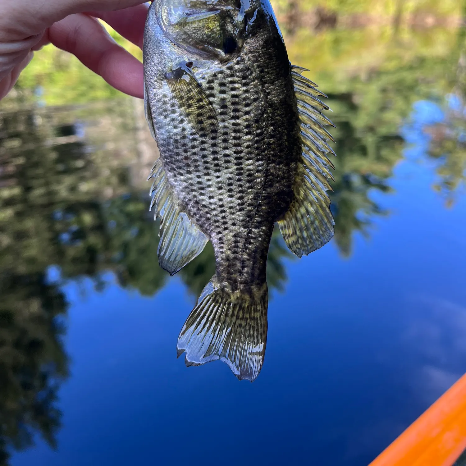 Rock bass caught on Fishbrain
