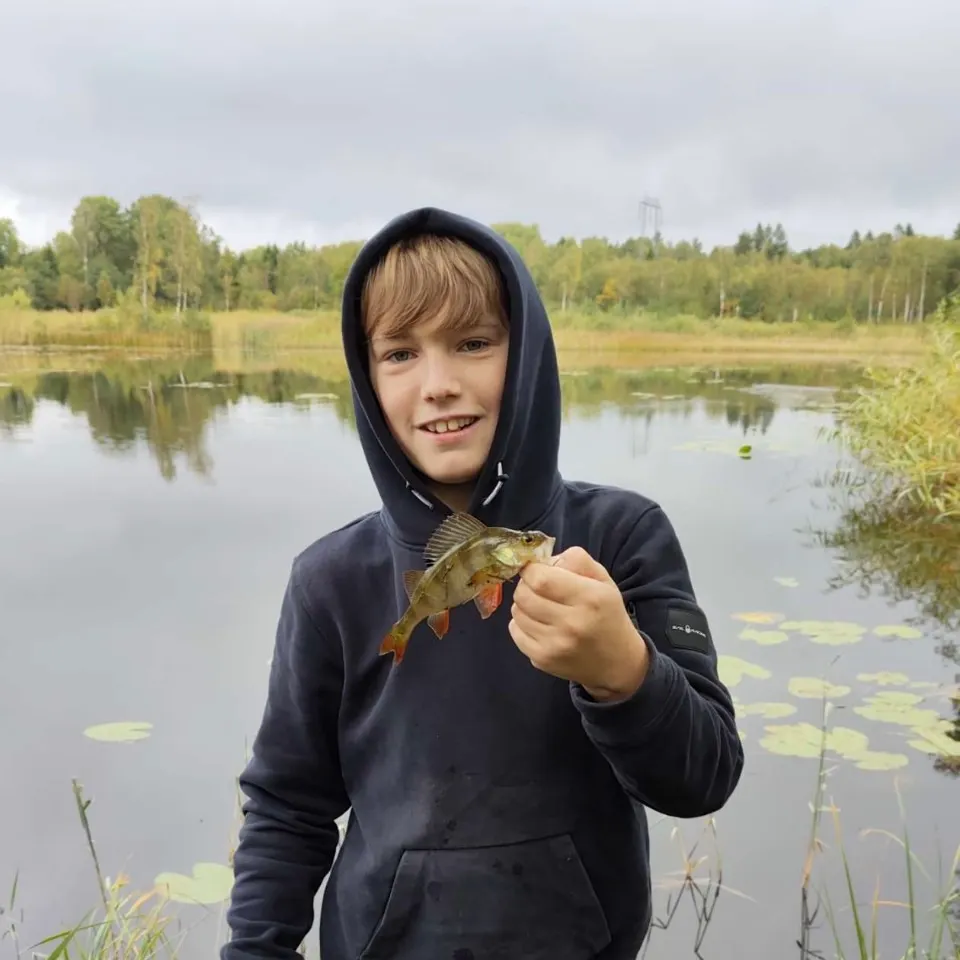 European perch caught on Fishbrain
