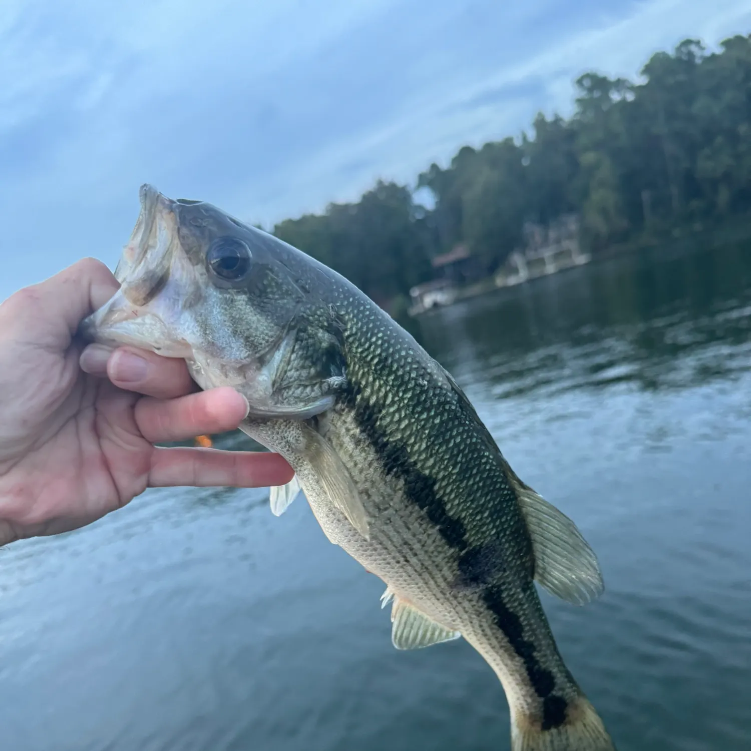 Spotted bass caught on Fishbrain