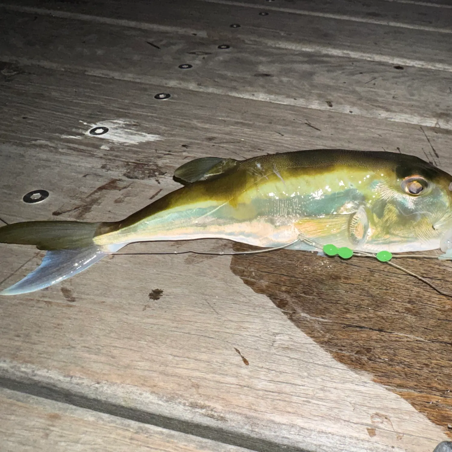 The most recent Lunartail puffer catches on Fishbrain