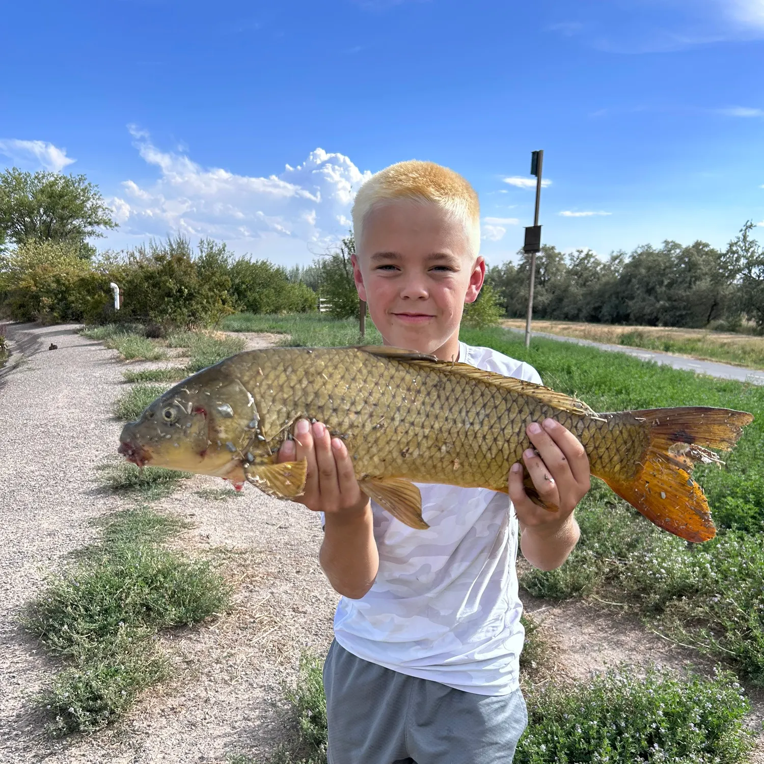 Common carp caught on Fishbrain