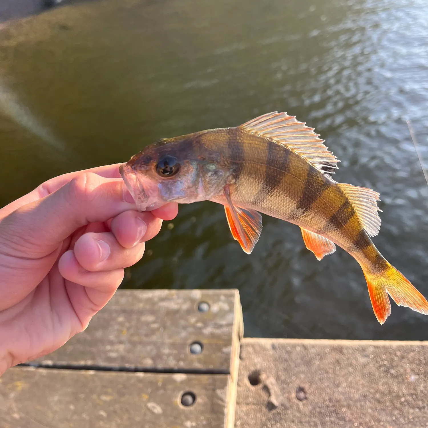 European perch caught on Fishbrain