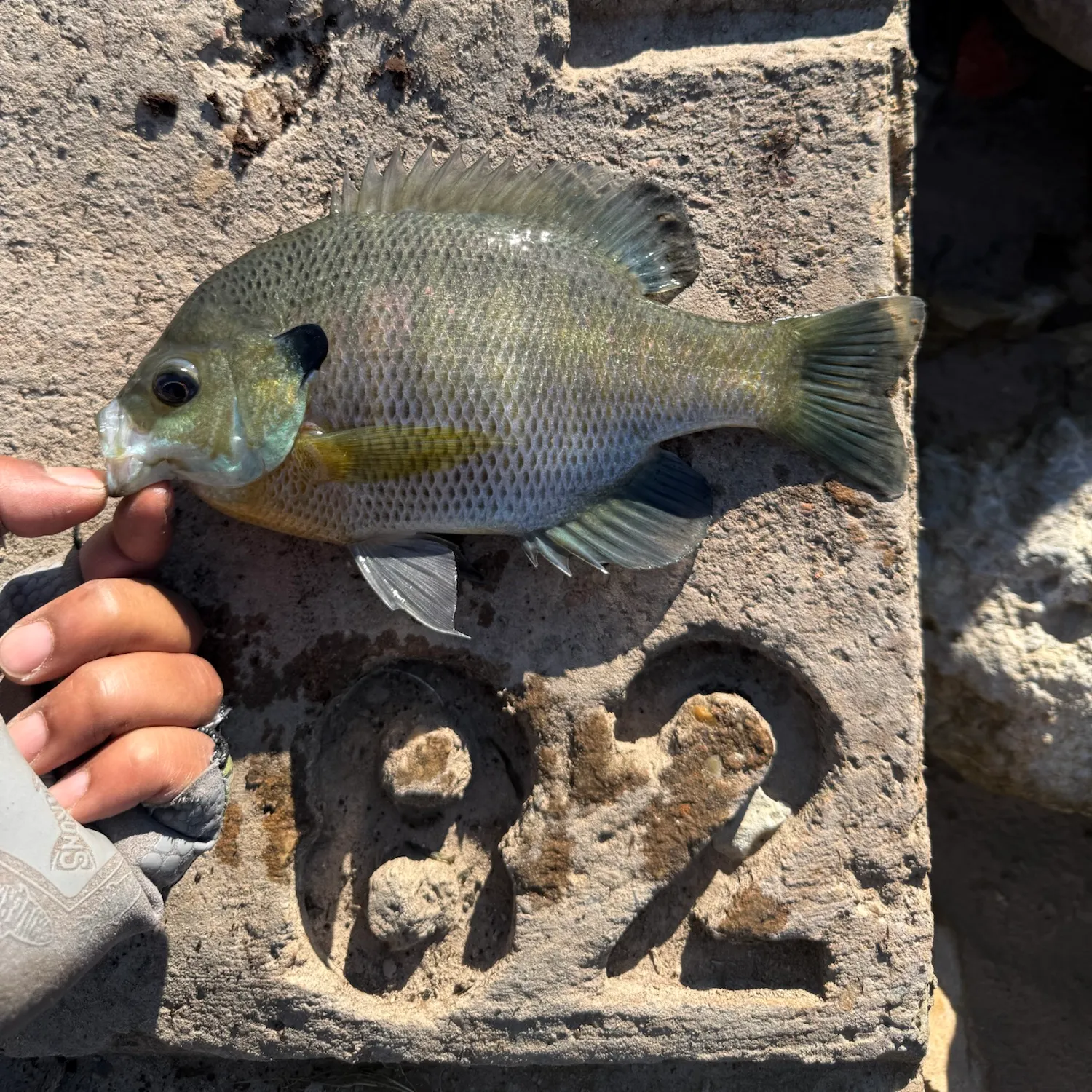 Bluegill caught on Fishbrain