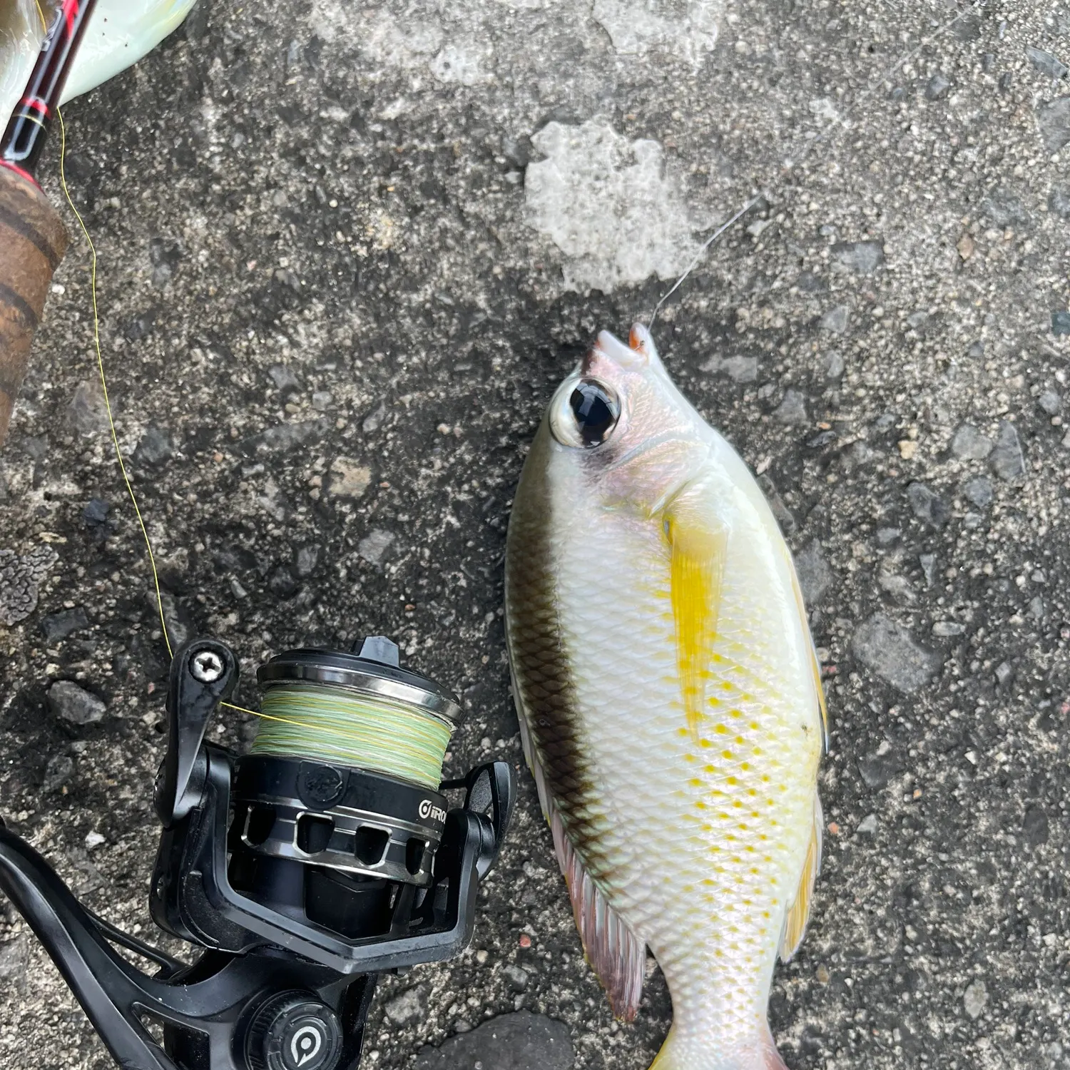 The most recent Saw-jawed monocle bream catches on Fishbrain