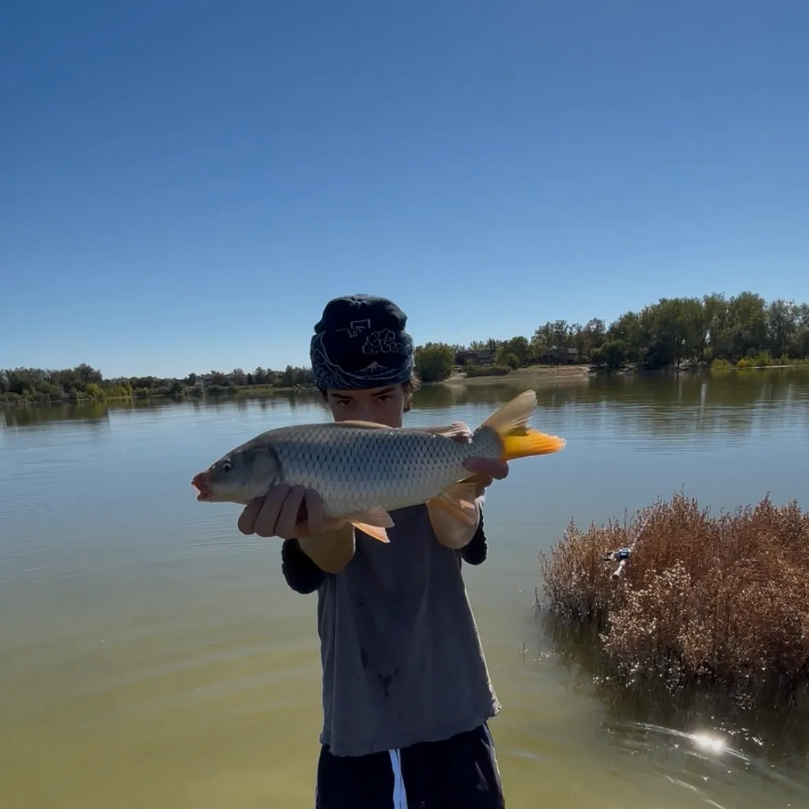 Common carp caught on Fishbrain