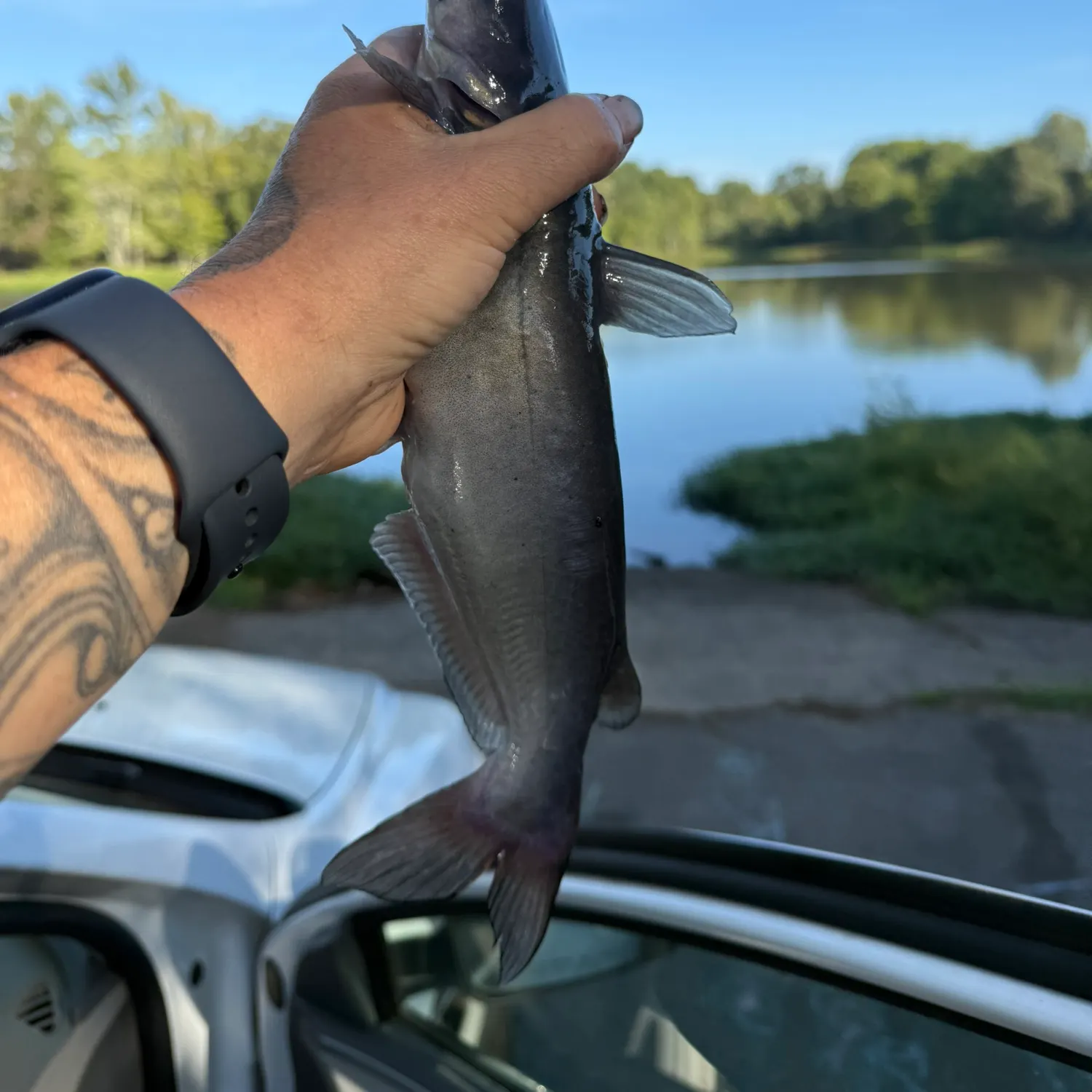 Channel catfish caught on Fishbrain