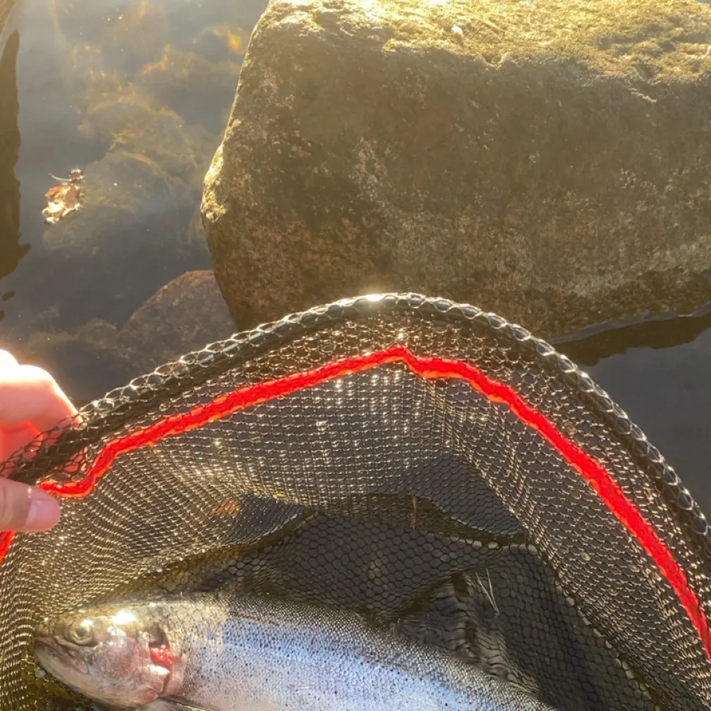 Rainbow trout caught on Fishbrain