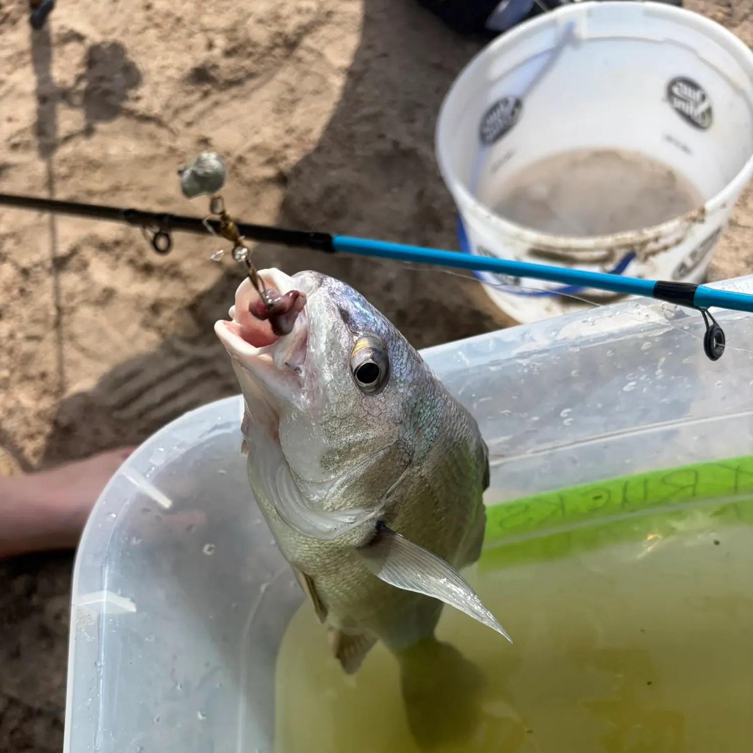 Freshwater drum caught on Fishbrain