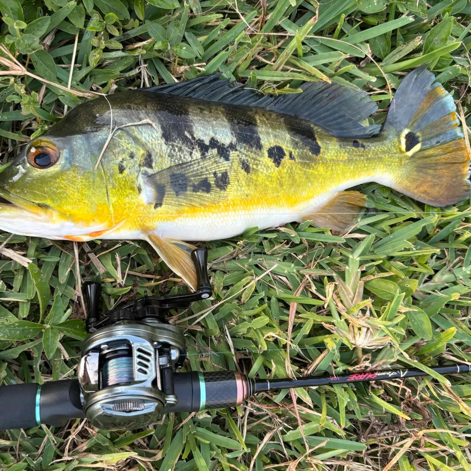 The most recent Monoculus peacock bass catches on Fishbrain