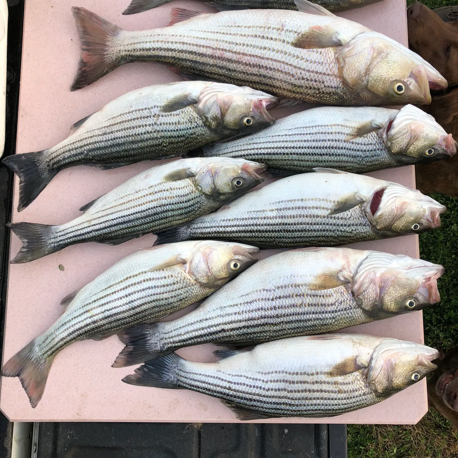 recently logged catches