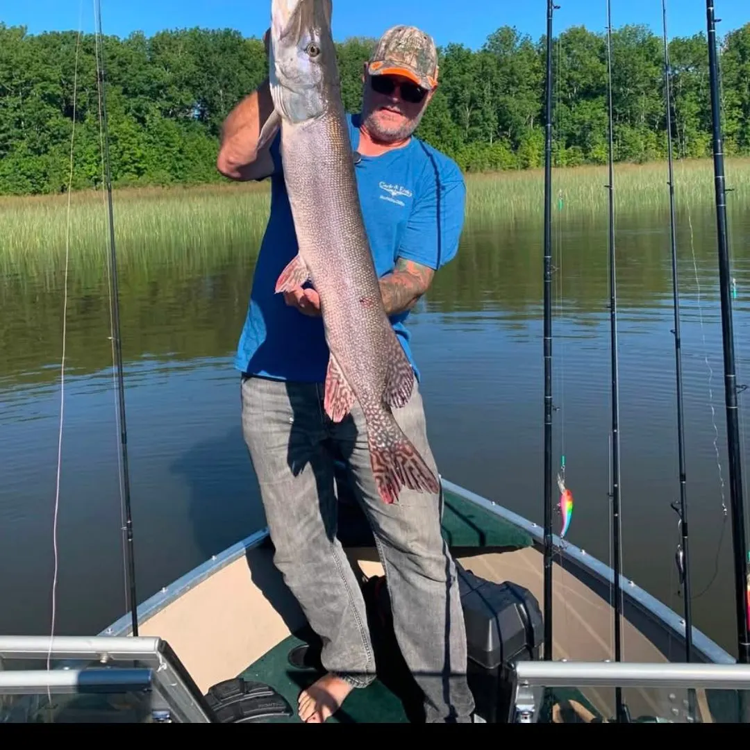 Northern pike caught on Fishbrain
