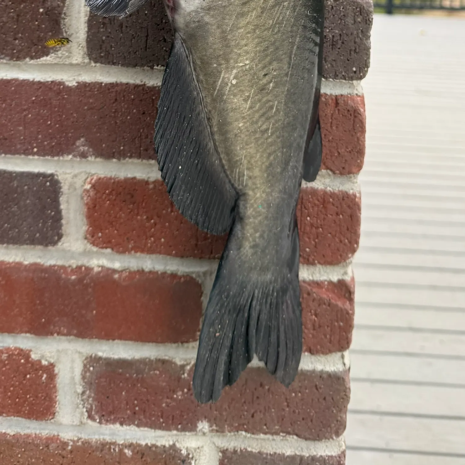 Channel catfish caught on Fishbrain