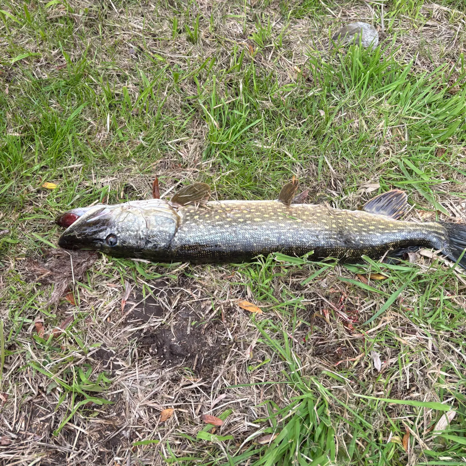 Northern pike caught on Fishbrain