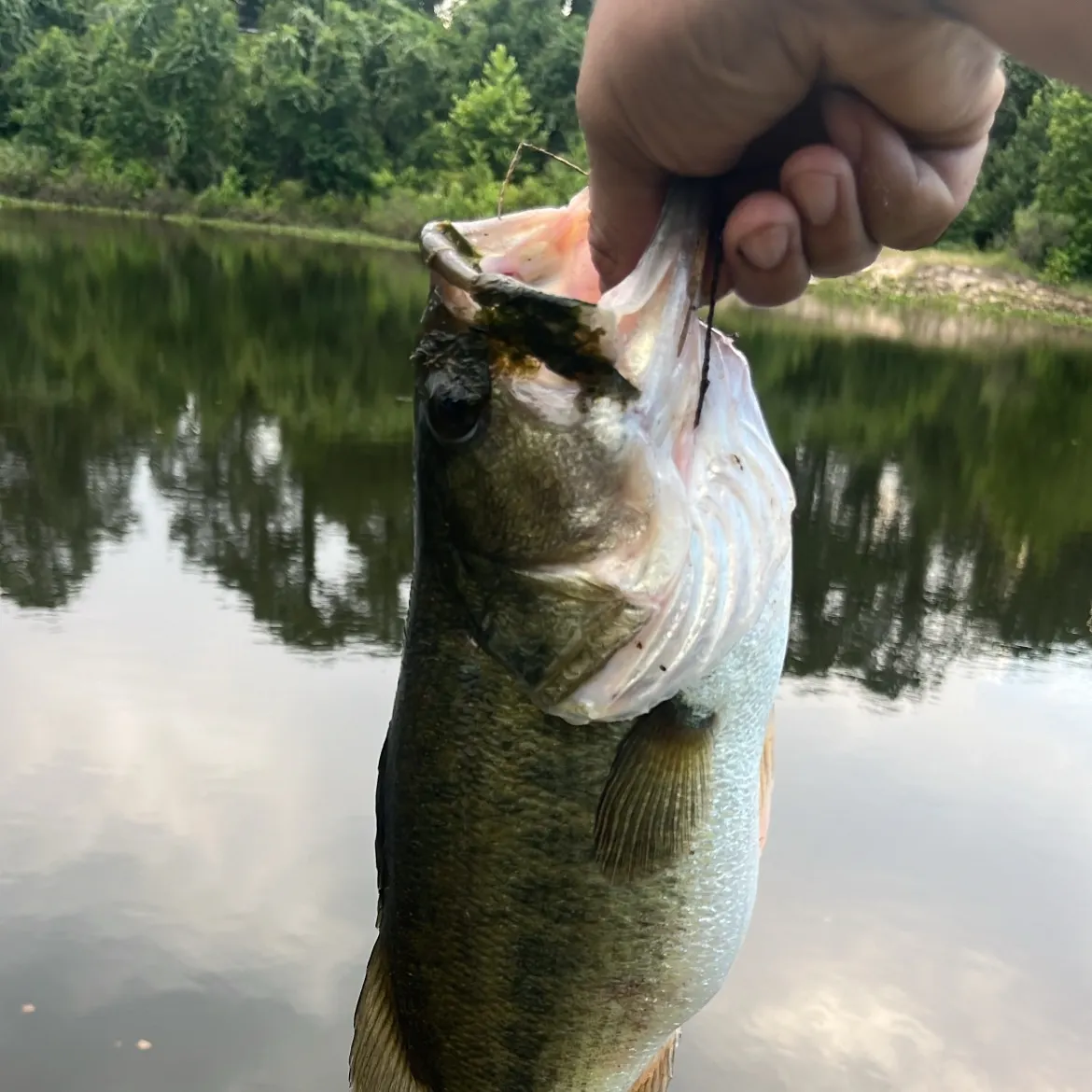 Spotted bass caught on Fishbrain