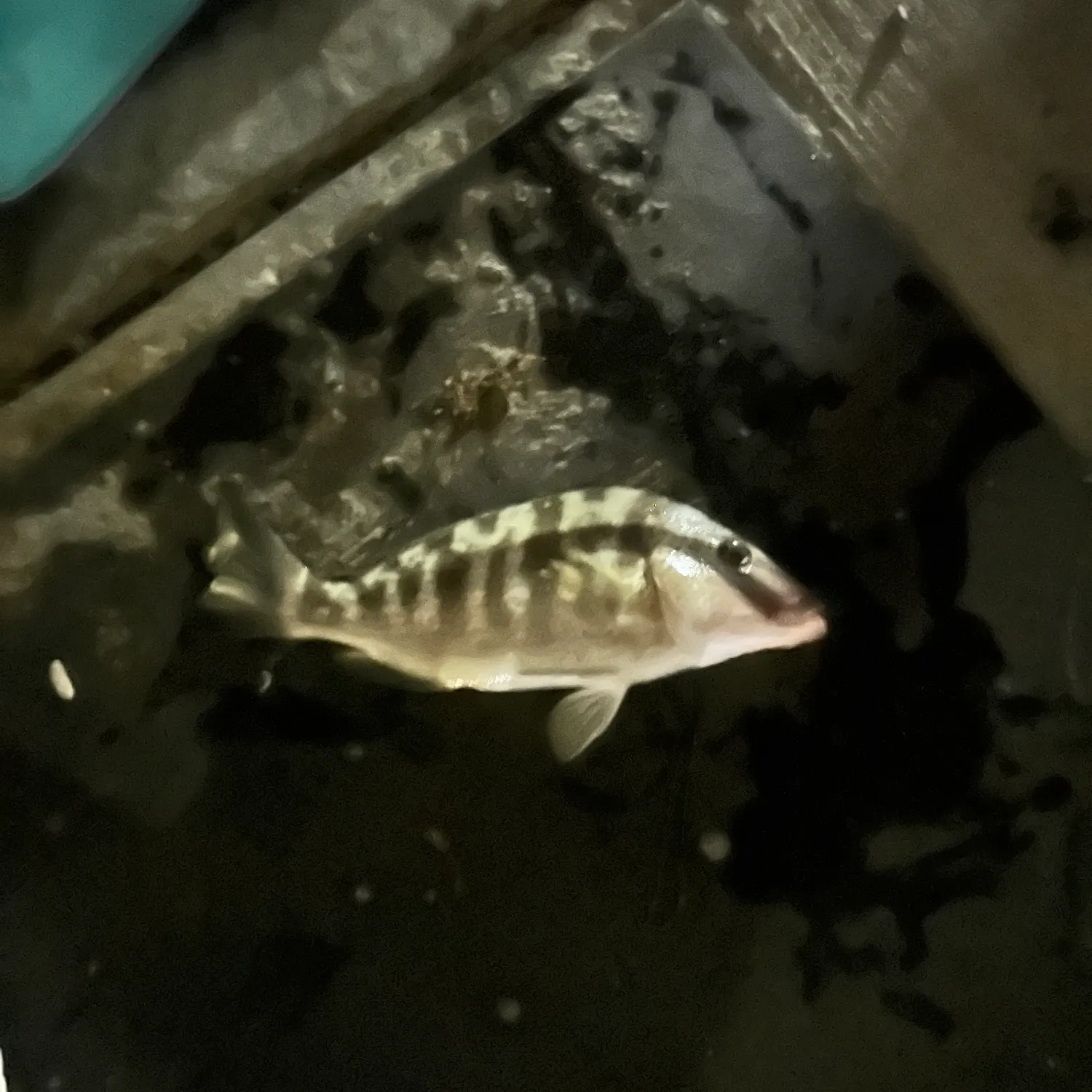 The most recent Pigfish catches on Fishbrain