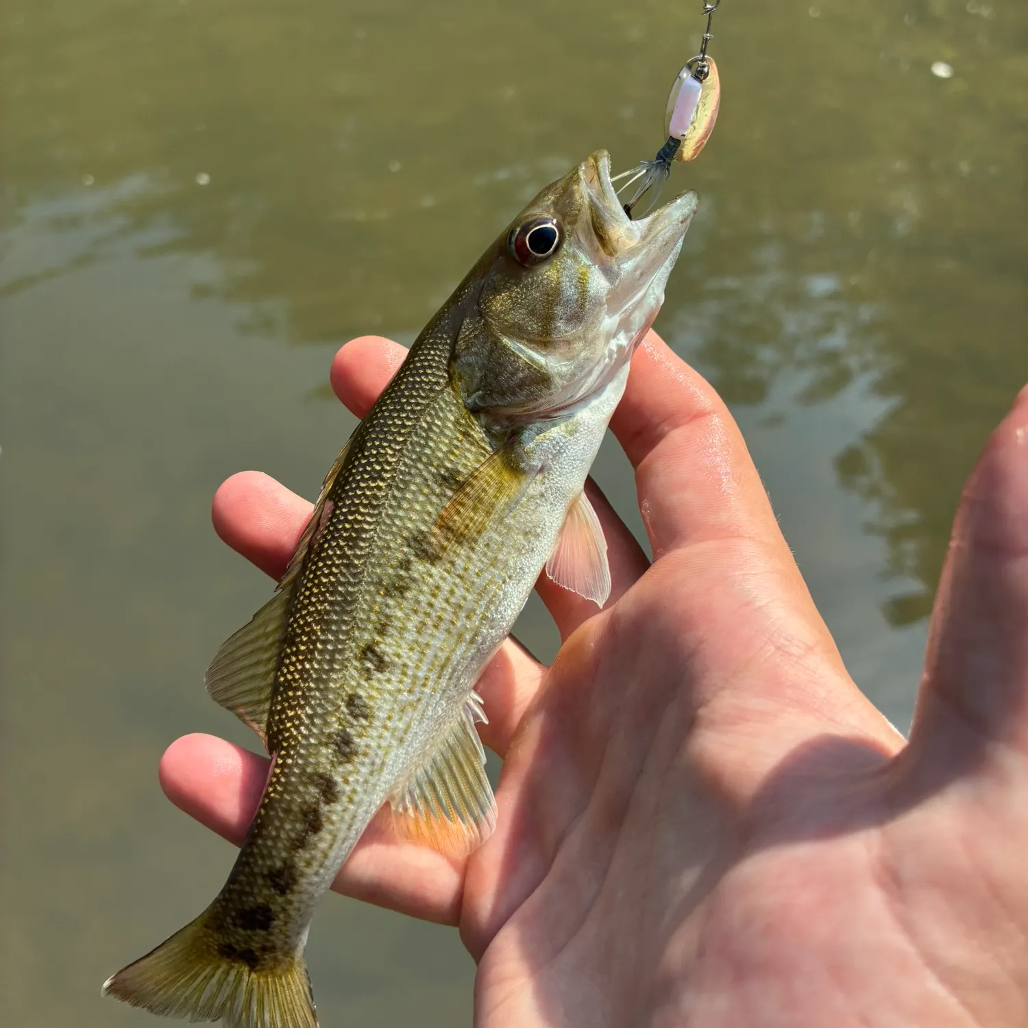 Spotted bass caught on Fishbrain