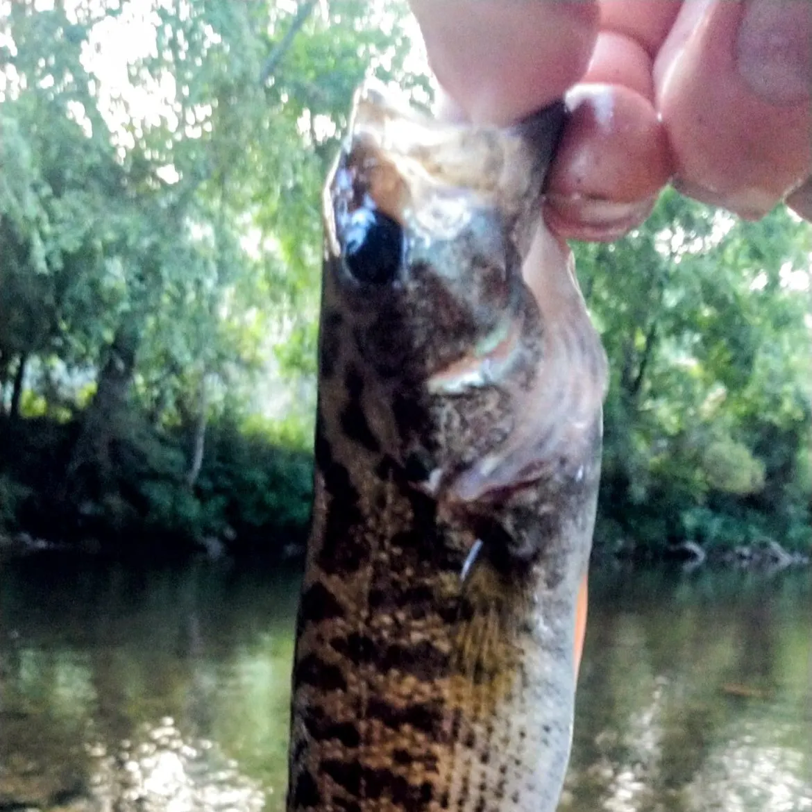 The most recent Chattahoochee bass catches on Fishbrain