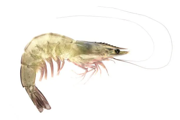 Shrimp