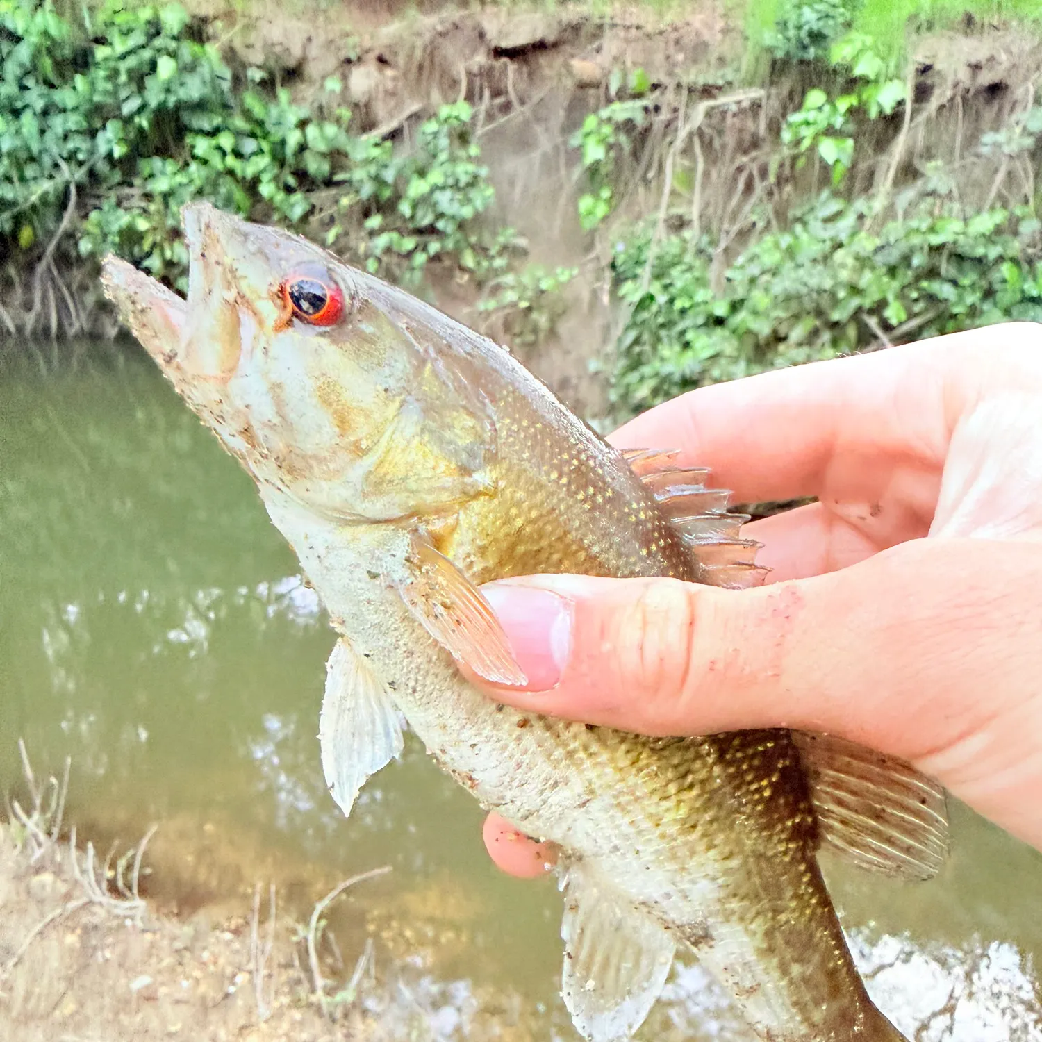 The most recent Redeye bass catches on Fishbrain