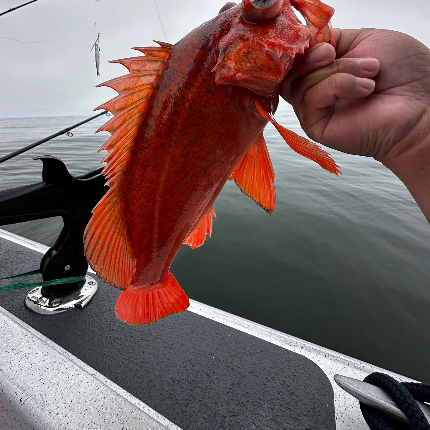 The most recent Vermilion rockfish catches on Fishbrain