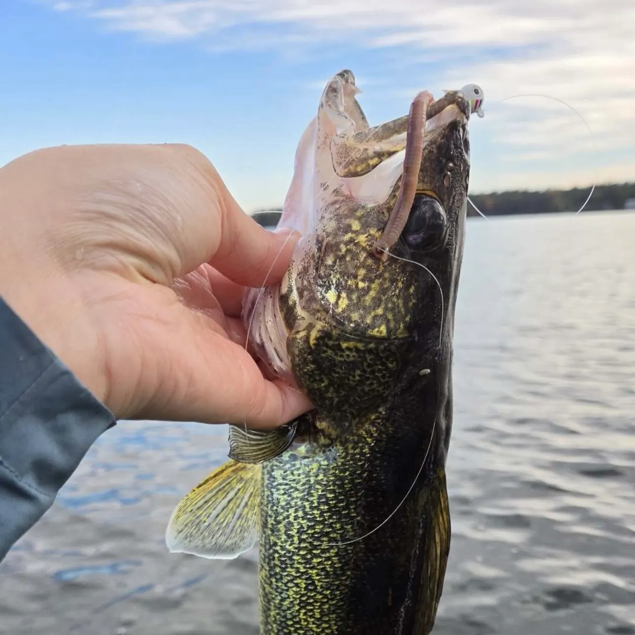 Walleye caught on Fishbrain