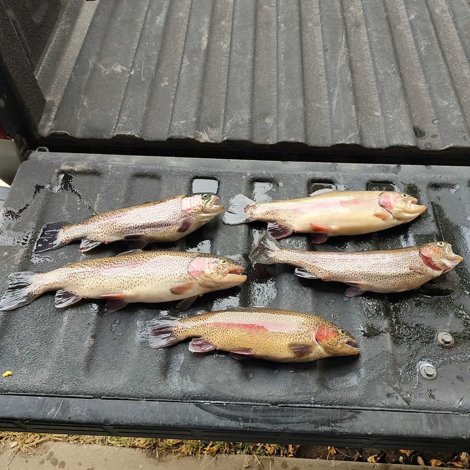Rainbow trout caught on Fishbrain