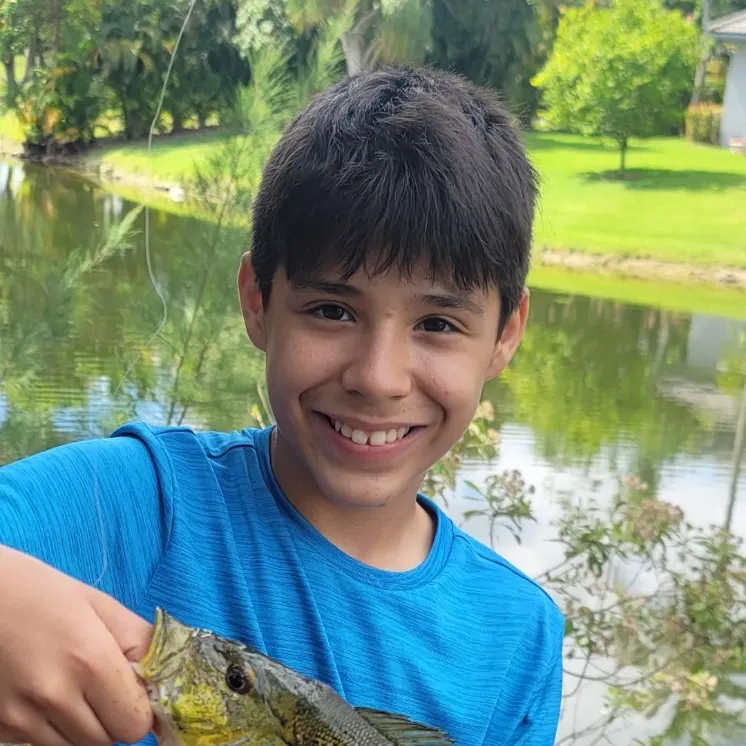 The most recent Butterfly peacock bass catches on Fishbrain