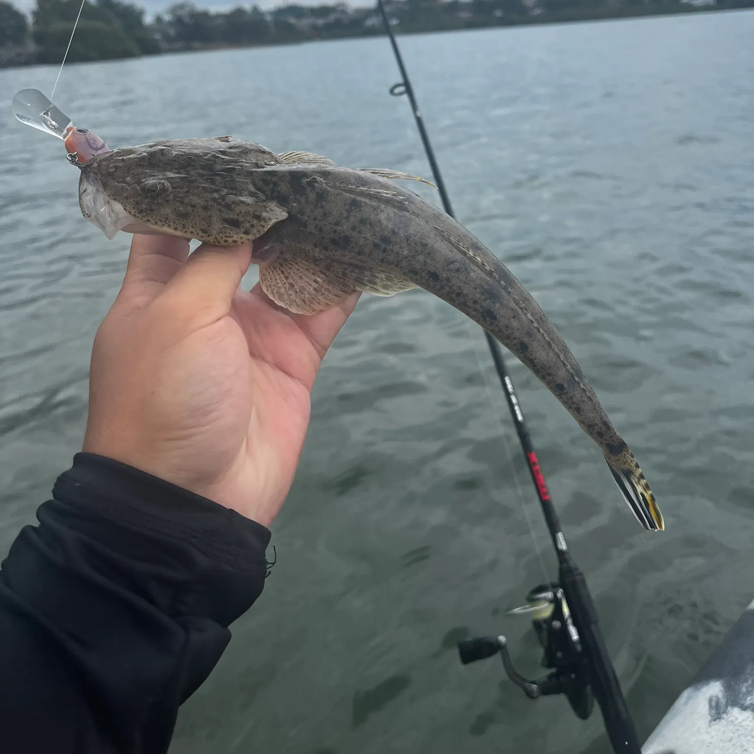 The most recent Dusky flathead catches on Fishbrain