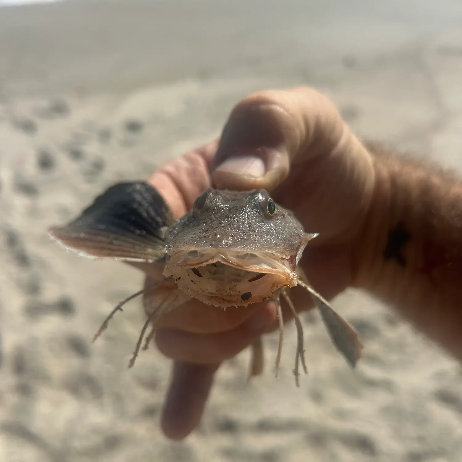 Striped searobin caught on Fishbrain