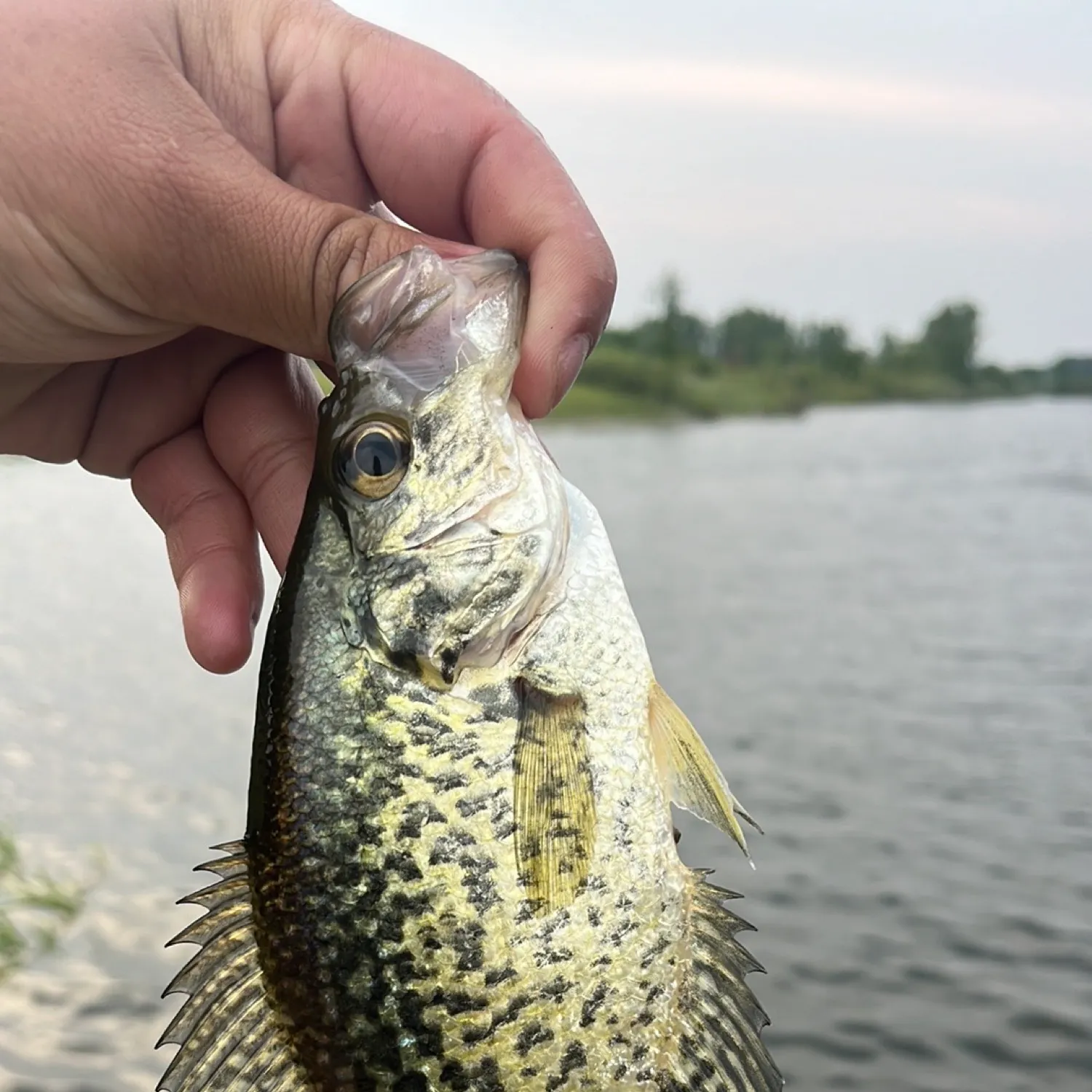angler catch